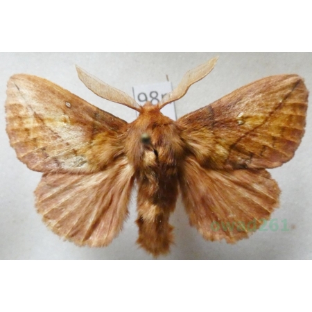 Euthrix potatoria (Linnaeus, 1758) male Barczatka napójka Poland98n